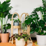 Các loại cây cảnh phong thủy đặt trong nhà