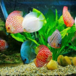 4 Loài cá phong thủy giúp gia chủ gặp nhiều may mắn