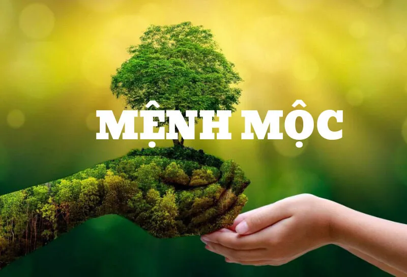 Mệnh Tùng Bách Mộc Là Gì? Hợp Màu, Hướng, Mệnh Gì?